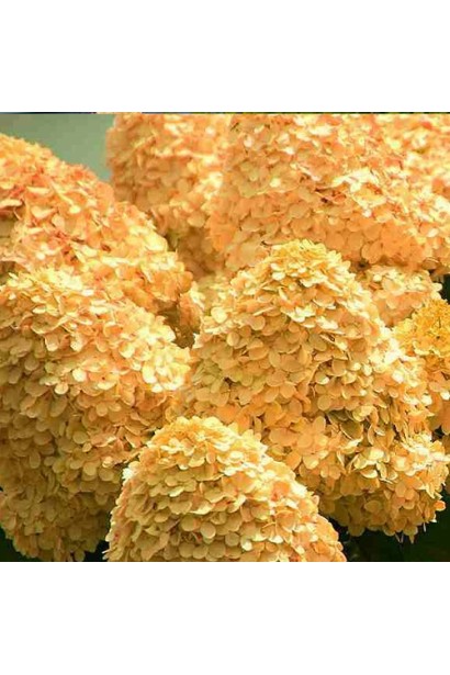 Суцвіття гортензії ’Living Cotton Cream’ крупним планом